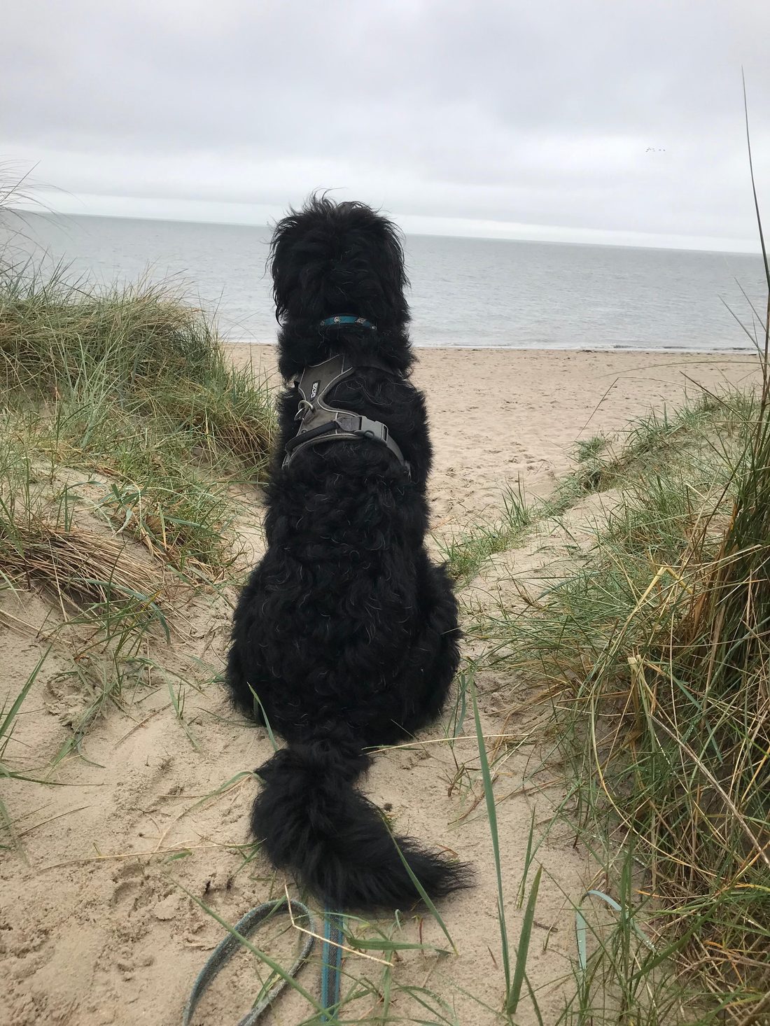 Ruhiger Moment am Strand mit Hund
